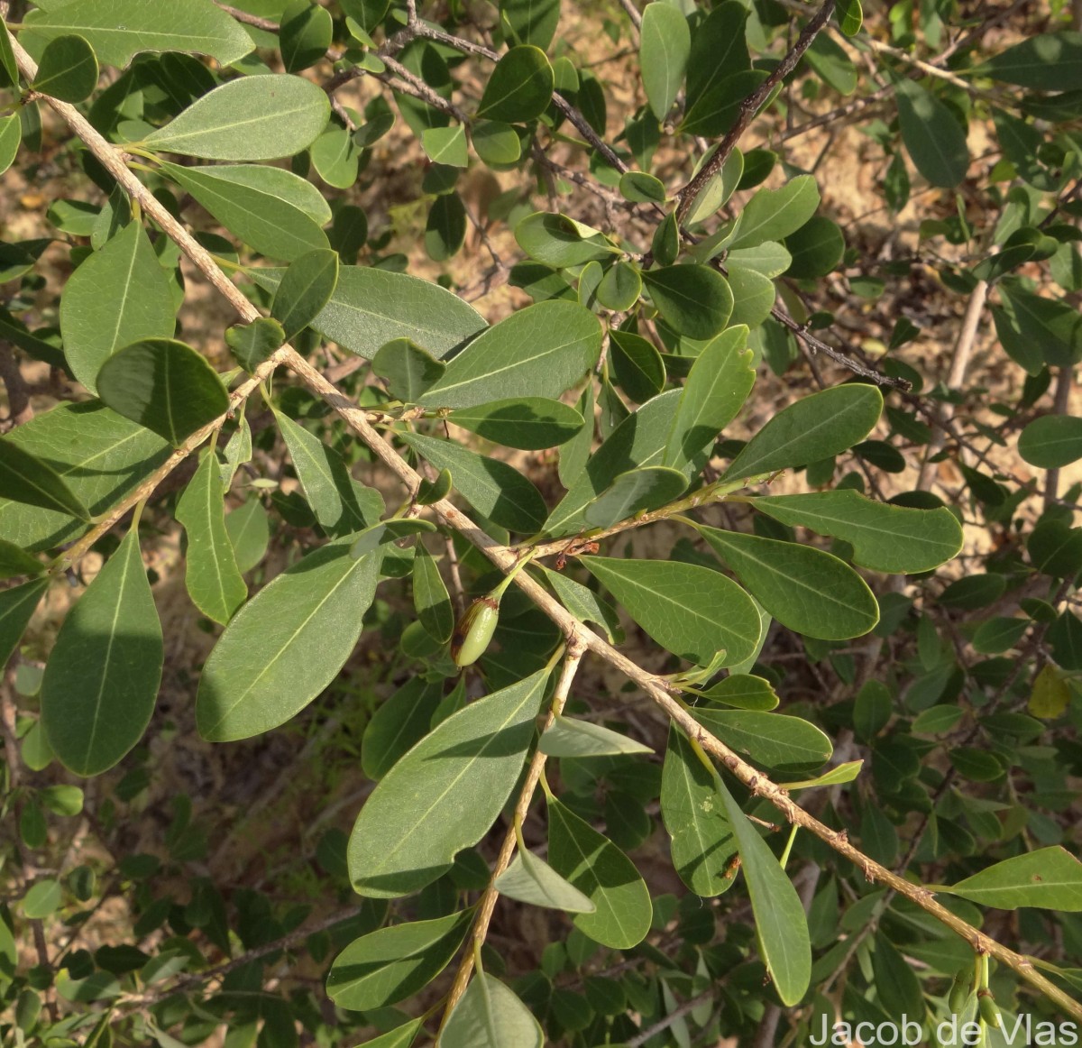 Erythroxylum monogynum Roxb.